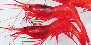 新潟県