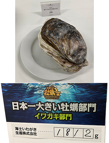 日本一大きいイワガキ部門