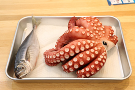 本日の食材（左：瀬付きアジ、右：魚庭のマダコ）