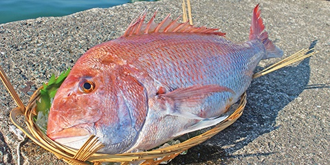 筑前海の天然マダイ