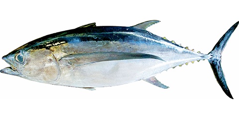 沖縄美ら海まぐろ「ビンチョウマグロ（トンボ）」