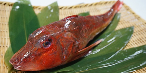 銚子沖のホウボウ 千葉県 全国のプライドフィッシュ プライドフィッシュ